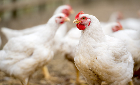 Gros plan sur des volailles blanches avec crète rouge en poulailler