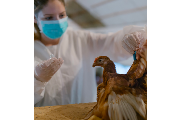 Traitements sans antibiotique pour les volailles Le Gaulois
