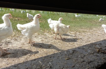 Poulets qui sortent tous les jours dans les prés grâce aux trappes du poulailler d'élevage