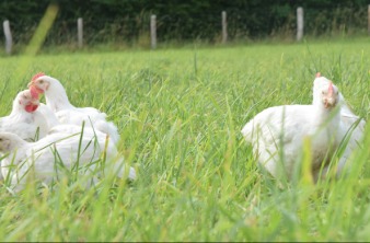 Poulets à l'extérieur dans l'herbe d'un champ
