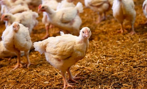 Poulet né et élevé en France dans des poulaillers des éleveurs partenaires Le Gaulois